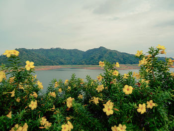 Scenic view of flowering plants by mountains against sky