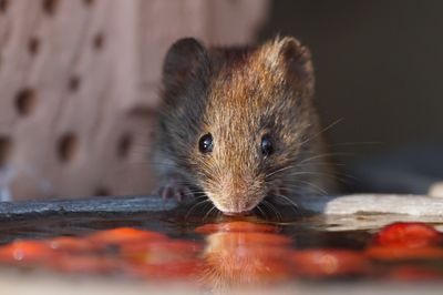 Close-up portrait of rat drinking water