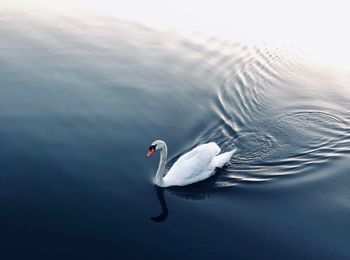 Swan floating on a lake