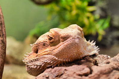 Close-up of a lizard