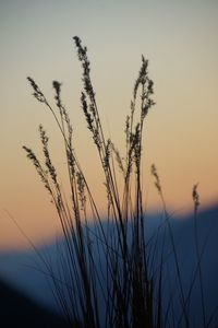 Close-up of stalks against sky at sunset