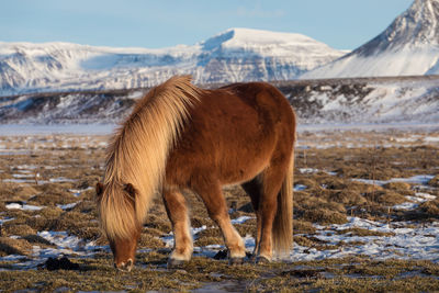 Horses on snow covered field