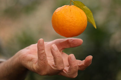 Cropped image of hand holding orange