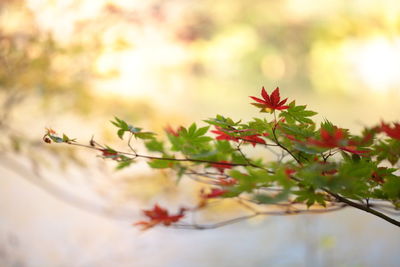 Close-up of red maple leaves on plant