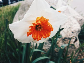 Close-up of white flower