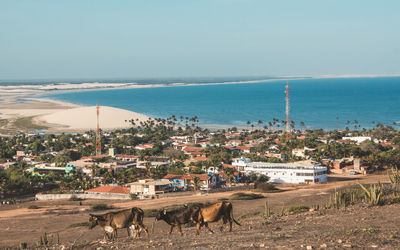 Cows walking on field against clear sky