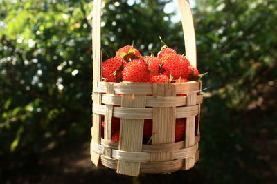 Close-up of red fruits in basket