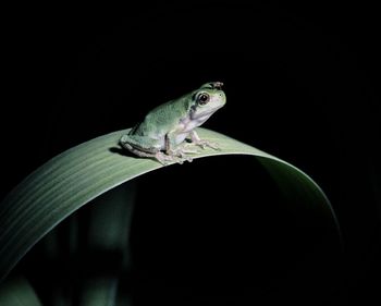 Close-up of frog on leaf at night