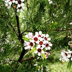 Close up of flowers blooming on tree