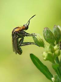 Close-up of insect on flower