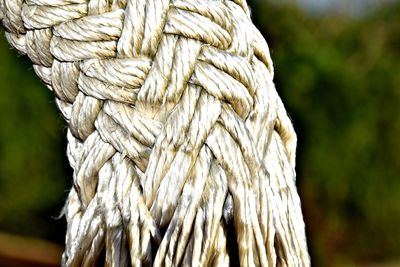 Close-up of rope tied up tree