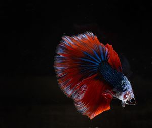 Close-up of fish swimming in sea