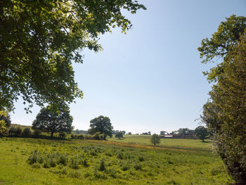 Scenic view of grassy field against clear sky
