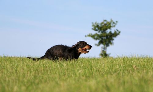 View of a dog on field