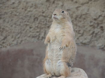 Close-up of an animal