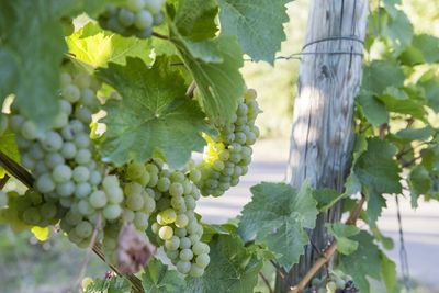 Close-up of grapes growing in vineyard