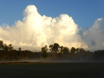 Trees on field against sky