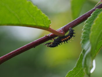 Close-up of insect on leaf