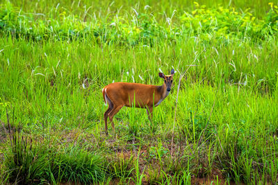 Side view of a horse on field