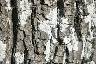 Full frame shot of tree trunk