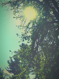 Low angle view of trees against sky