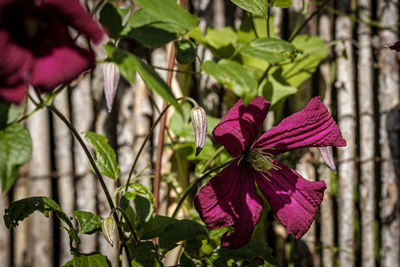 Close-up of pink flowering plant