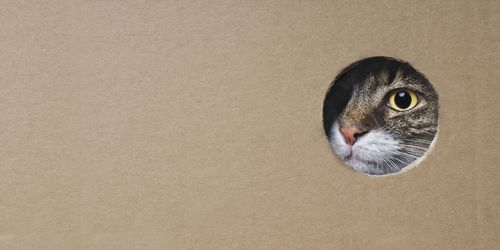 Portrait of cat in cardboard box