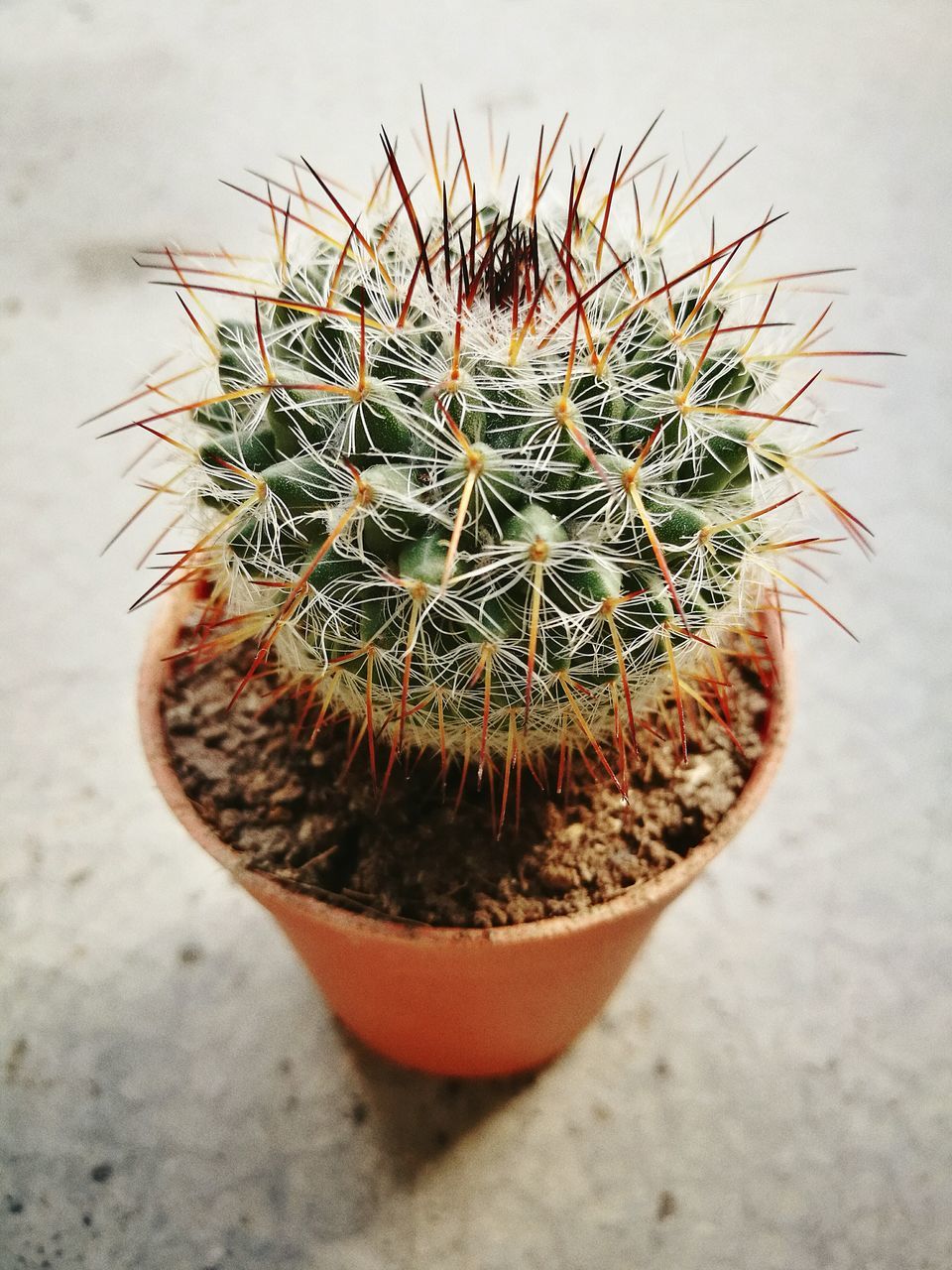 cactus, thorn, barrel cactus, growth, spiked, nature, high angle view, sharp, no people, plant, close-up, beauty in nature, outdoors, day, needle - plant part