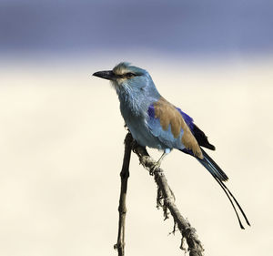 Low angle view of bird perching on branch against sky