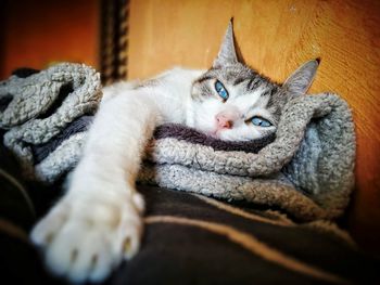 Portrait of cat relaxing on bed