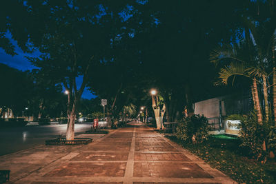 Palm trees by swimming pool at night