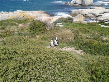 View of bird on rock in sea