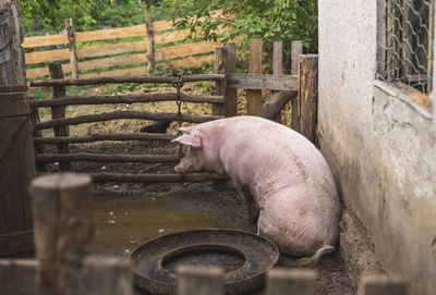 Close-up of pig in pen