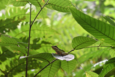 Close-up of a bird on leaves
