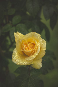 Close-up of wet yellow rose blooming outdoors