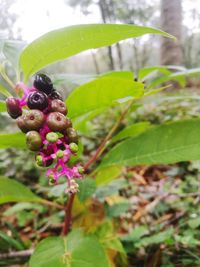Close-up of fruit growing on plant