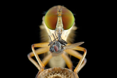 Close-up of spider