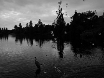 Silhouette trees by the lake