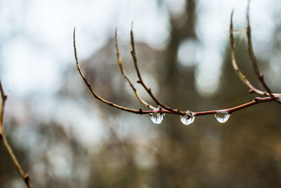 Close-up of wet twig