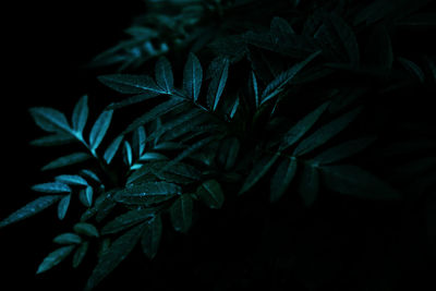 Close-up of fresh green leaves on plant at night