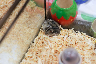 A cute little mouse in pet shop tame the newborn biceps