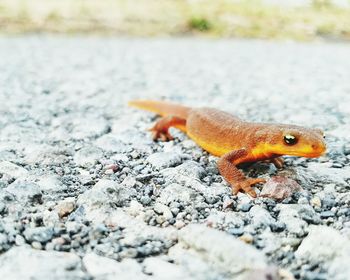 Close up of an animal