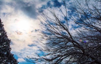 Low angle view of trees against sky