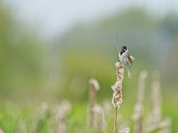 Reed bunting in the reeds