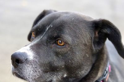 Black and white dog looking at something in the distance