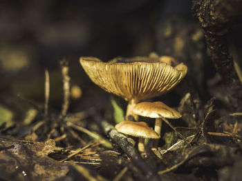 Close-up of mushroom