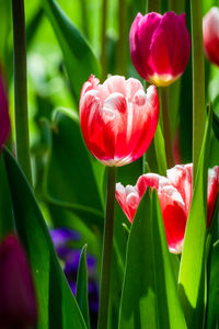 Close-up of red tulips