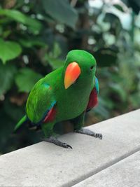 Colourful green parrot