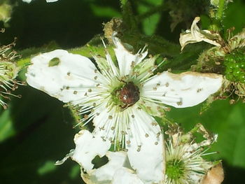 Close-up of white flowers