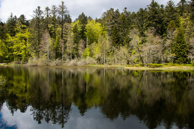 Scenic view of lake in forest